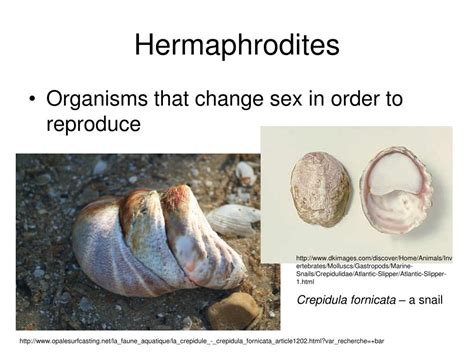 how do hermaphrodites reproduce.